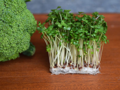 Researchers discovered the concealed power of broccoli sprouts