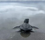 500 child sea turtles return to the ocean