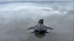 500 child sea turtles return to the ocean