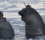 Seals with amusing hats are assisting map the Antarctic seascape