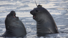 Seals with amusing hats are assisting map the Antarctic seascape