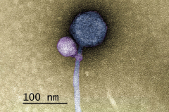 First-ever observation of a virus attaching to another virus