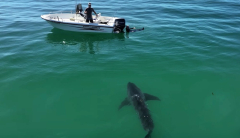 Male climbsup into boat simply in time as terrific white shark techniques