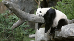Pandas were a Nixon-era sign of U.S.-China diplomacy. They’re now gone from Washington’s zoo inthemiddleof souring relations