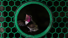 How hummingbirds can fly through thick, narrow areas?
