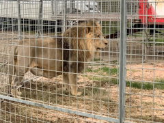 Italian circus states gotaway lion postured no danger