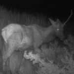‘Unicorn’ captured on path cam at Arizona nationwide park