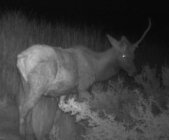 ‘Unicorn’ captured on path cam at Arizona nationwide park