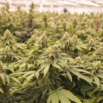 Lady’s death raises worries about marijuana-processing plants
