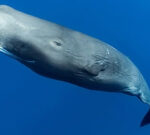World’s 1st sperm whale reserve secures ‘carbon heroes’ of the sea