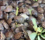 Thousands of susceptible turtles launched back into the wild as part of repopulation effort