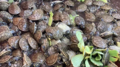 Thousands of susceptible turtles launched back into the wild as part of repopulation effort