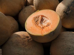 Salmonella in cantaloupes sickens lots in 15 states, U.S. health authorities state