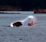 Swimmer witnesses surprise battle inbetween octopus and sea lion