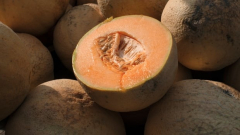 Lots sickened with salmonella after consuming cantaloupes in Canada, U.S.