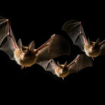 Unlike other mammals, serotine bats engage in special sexual habits