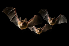 Unlike other mammals, serotine bats engage in special sexual habits