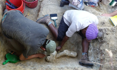 Digging for Our Origins in the Bone Beds of an African Park