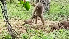 Baboon findsout tossing aside mongoose by its tail is not a excellent concept