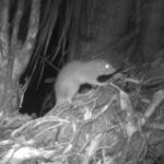Researchers caught first-ever images of a uncommon huge coconut-cracking rat