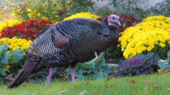 Behold Turkules, the turkey who charmed and intimidated a New Jersey town for months