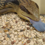Blue-Tongued Lizard Defends Itself by Sticking Its Tongue Out to Predators