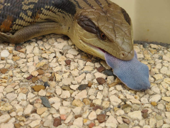 Blue-Tongued Lizard Defends Itself by Sticking Its Tongue Out to Predators