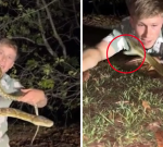 Robert Irwin practically bitten on face by carpet python throughout wild encounter