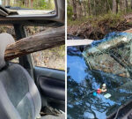 Tree branch impales vehicle windshield on K’gari, with Schoolies group unscathed