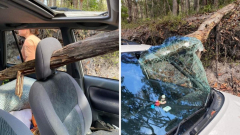 Tree branch impales vehicle windshield on K’gari, with Schoolies group unscathed