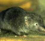 Obesity-resistant shrews can help weight loss in mice