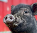 N.S. animal sanctuaries overwhelmed by gaveup pot-bellied pigs