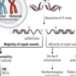 Anomaly hotspots throughout meiosis | Science