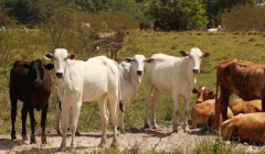Brazil livestock traceability program to limitation logging in Pará state