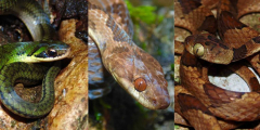 How types of snakes have progressed and adjusted?
