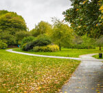 Youngboy passesaway after consuming dangerous yew berries on day-to-day walk in park with papa in Manchester, England