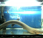 Electric eels can release adequate electricalpower to customize little fish larvae genetically