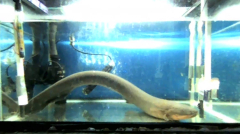 Electric eels can release adequate electricalpower to customize little fish larvae genetically