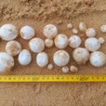 118 turtle eggs discovered on Phangnga beach