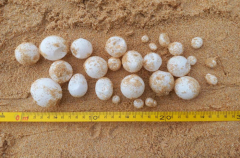 118 turtle eggs discovered on Phangnga beach
