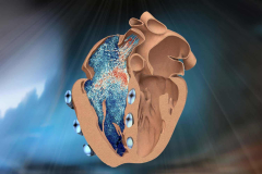 A robotic reproduction of the heart’s right chamber