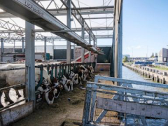 Cows in Rotterdam harbor, seedlings on rafts in India; are drifting farms the future?