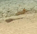 Reef sharks ‘mob-hunt’ stingray in wild scene captured on video