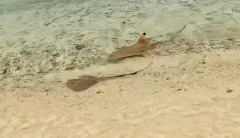 Reef sharks ‘mob-hunt’ stingray in wild scene captured on video