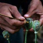 Myanmar surpasses Afghanistan as world’s mostsignificant opium manufacturer
