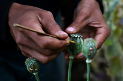 Myanmar surpasses Afghanistan as world’s mostsignificant opium manufacturer