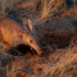 Aardvark’s poop might expose how the types is affected by environment