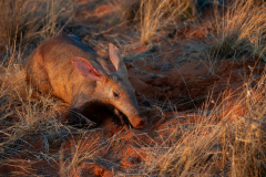 Aardvark’s poop might expose how the types is affected by environment