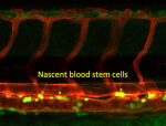 Essential blood stem cell production action discovered by ISU scientists