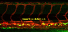Essential blood stem cell production action discovered by ISU scientists